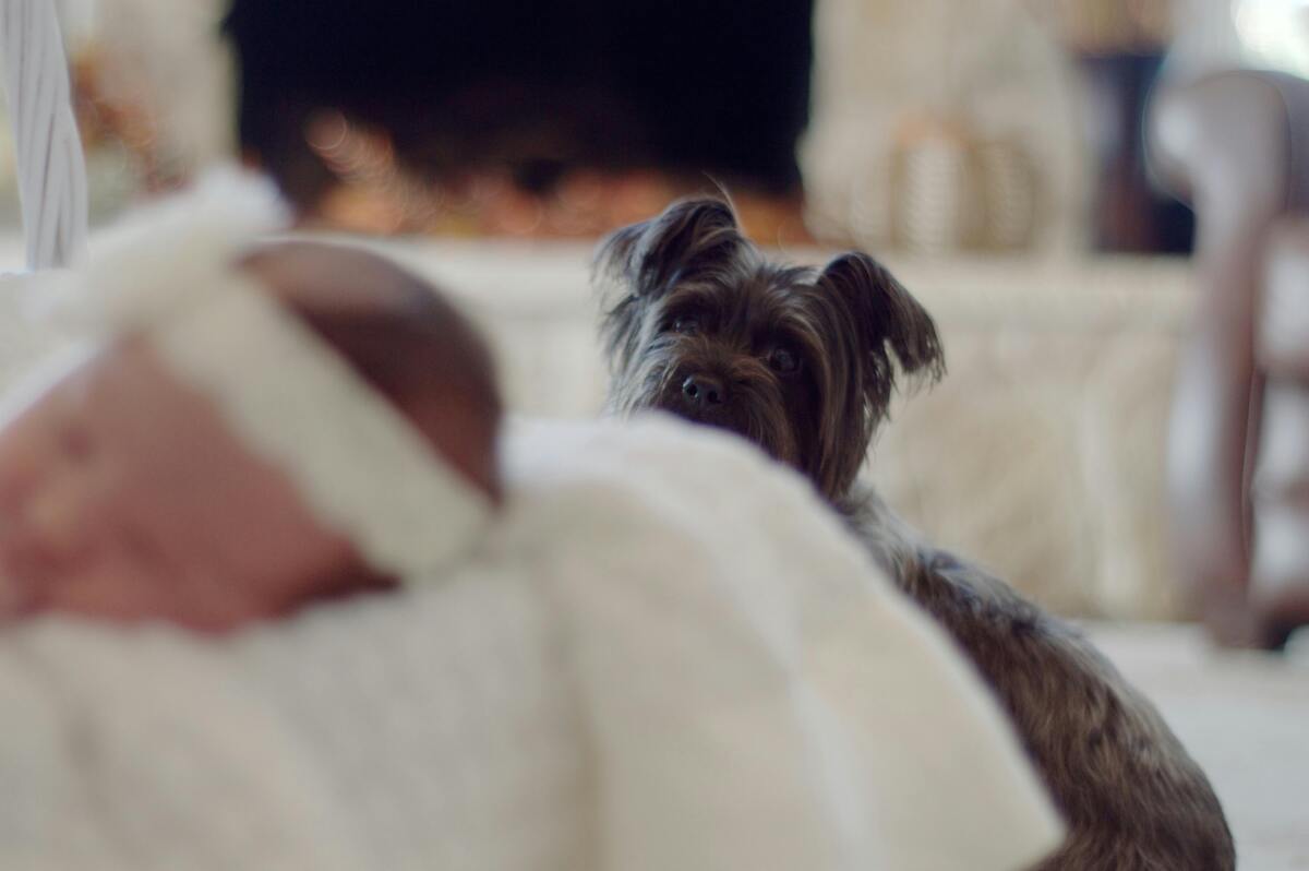 Dog looking at baby
